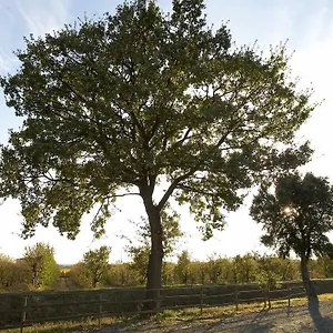 Lucerna Del Prile , Castiglione della Pescaia Italia